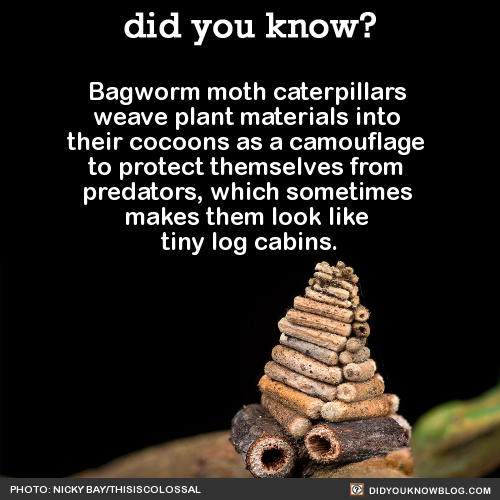 bagworm-moth-caterpillars-weave-plant-materials