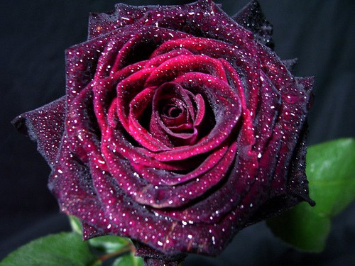 What does a black rose symbolize?