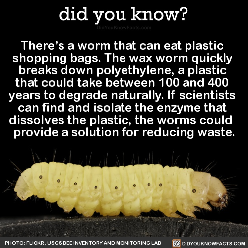 theres-a-worm-that-can-eat-plastic-shopping
