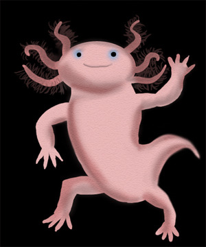 Axolotl -Manny