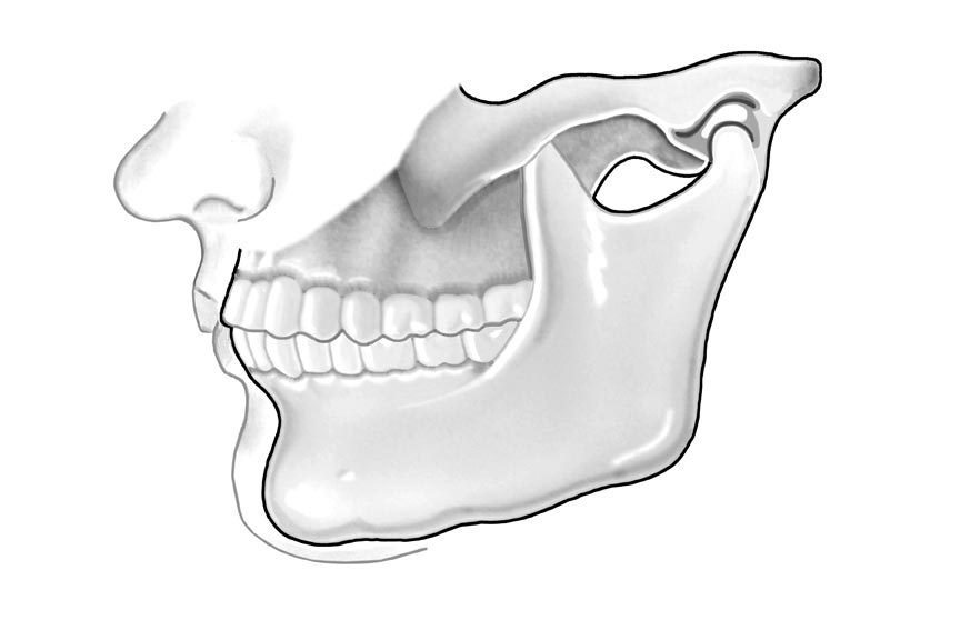 Human Jaw 2