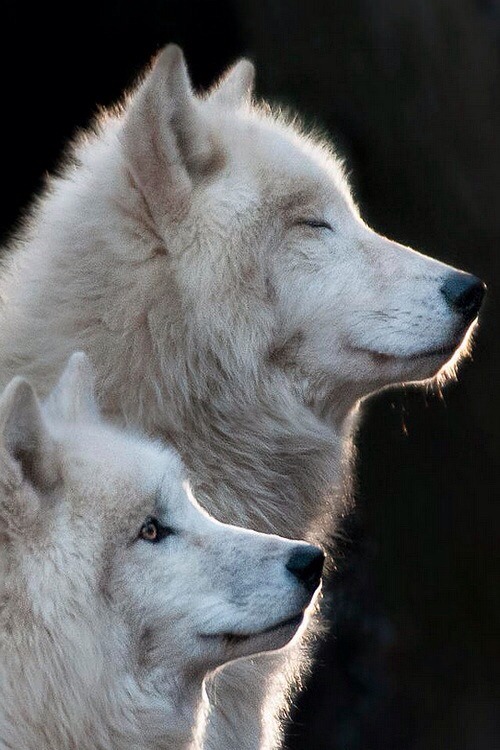 two wolves on Tumblr