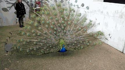 Image result for peacock gif