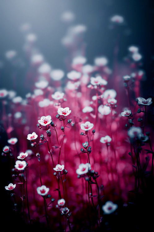beautiful flowers on Tumblr