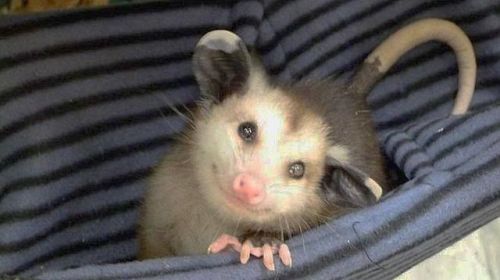 Image result for cute possum