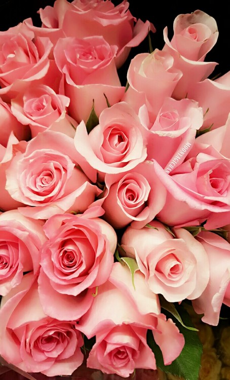 pretty pink flowers on Tumblr