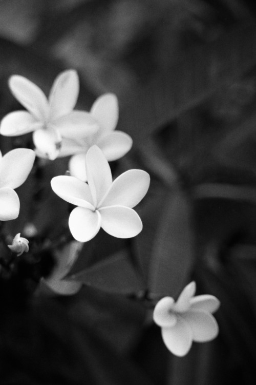 white flower petals | Tumblr