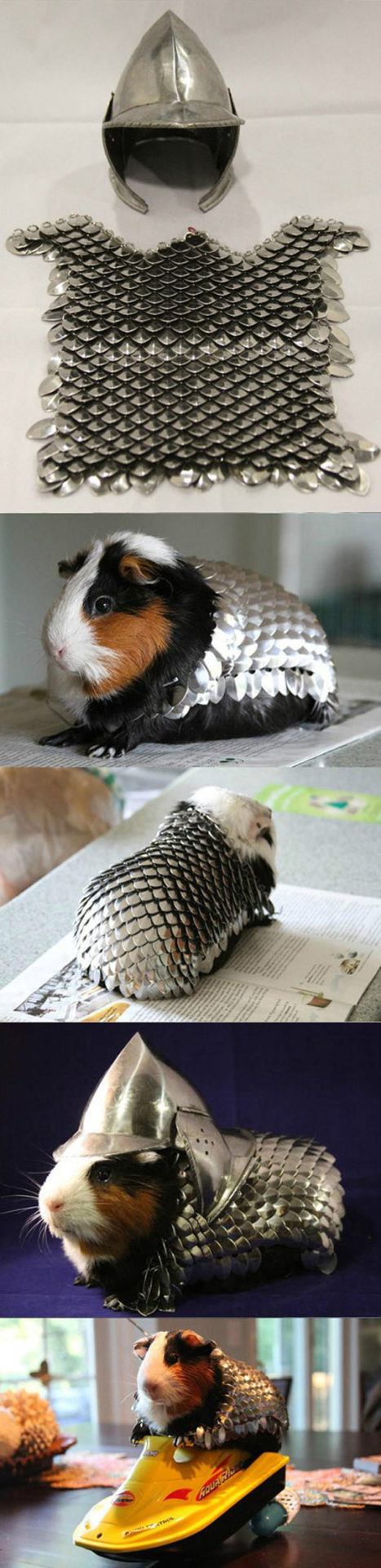 Horny guinea pig