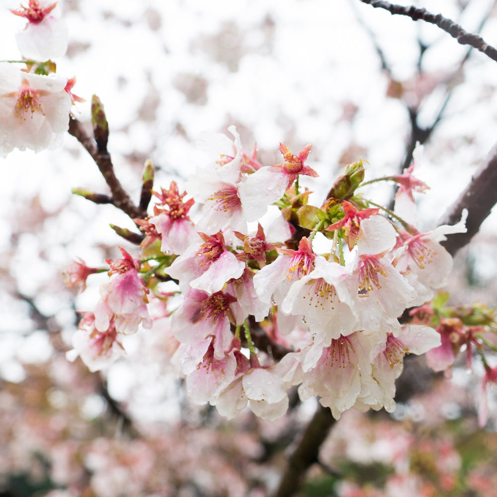 屋久島の桜　クローズアップ　雨のしずく
