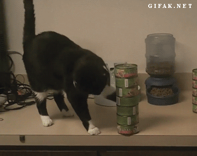 cat cans
