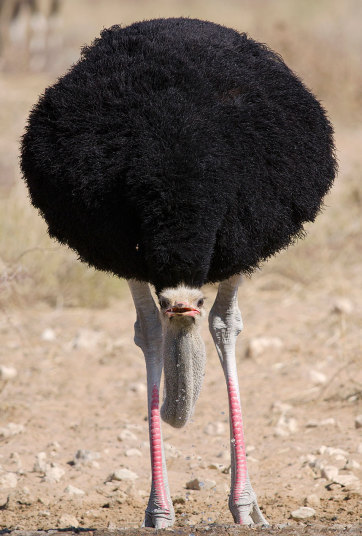 ostrich on Tumblr
