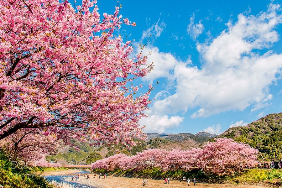 random-photos-x:
“Kawazu-sakura (Kawazu cherry tree) by kenken_AB. (http://ift.tt/2mhv3XL)
”