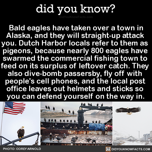 bald-eagles-have-taken-over-a-town-in-alaska-and