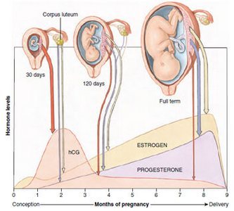 How is testosterone produced in males