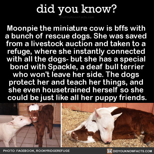 moonpie-the-miniature-cow-is-bffs-with-a-bunch-of