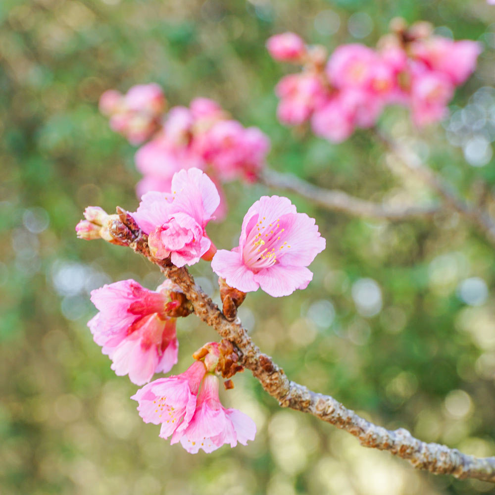 屋久島の桜