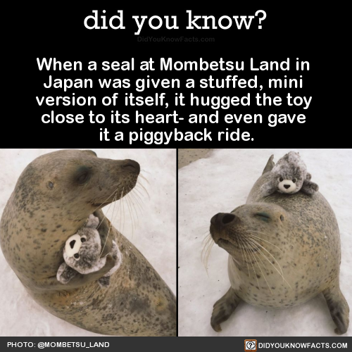 when-a-seal-at-mombetsu-land-in-japan-was-given-a