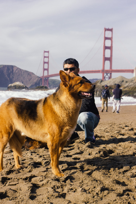 Baker Beach in Presidio is another dog friendly beach in San Francisco