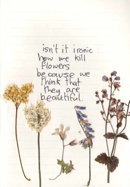 pressed flower quotes | Tumblr