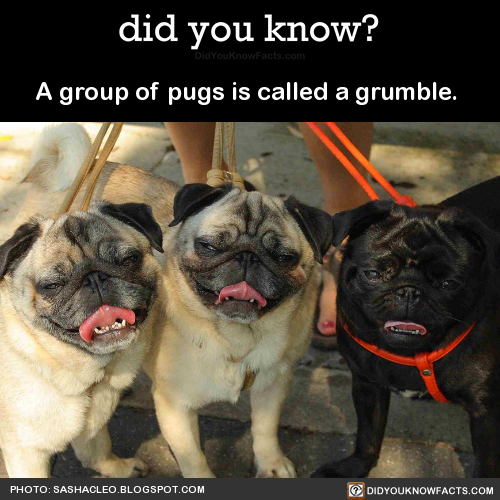 a-group-of-pugs-is-called-a-grumble-source