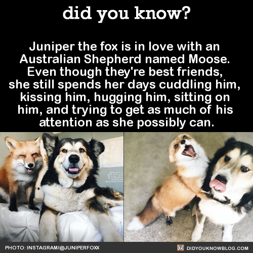 did-you-kno-juniper-the-fox-is-in-love-with-an