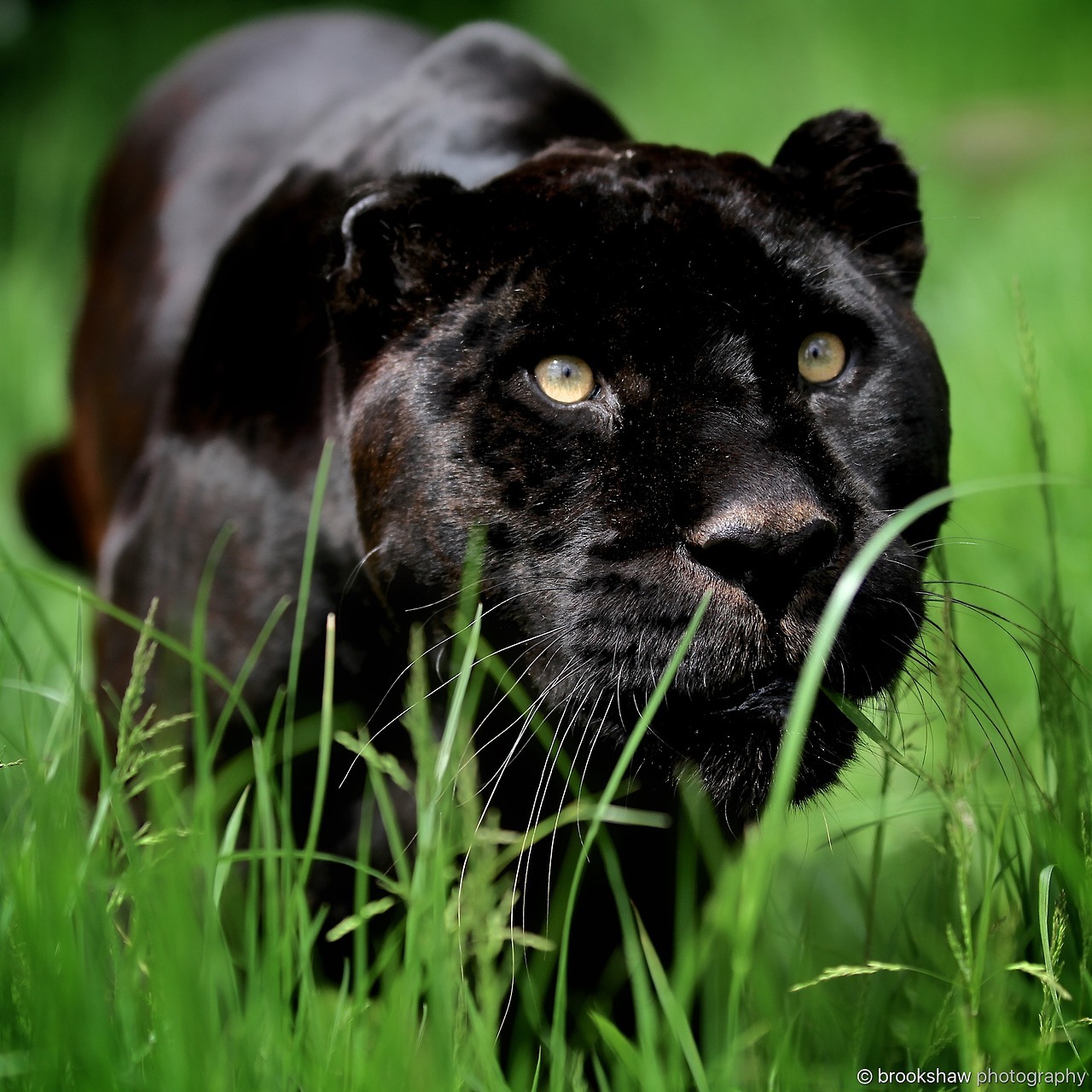 brookshawphotography:
“An extreme close-up of the stunning Black Jaguar named Athena at The Big Cat Sanctuary!
”