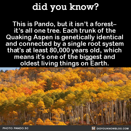 did-you-kno-this-is-pando-but-it-isnt-a