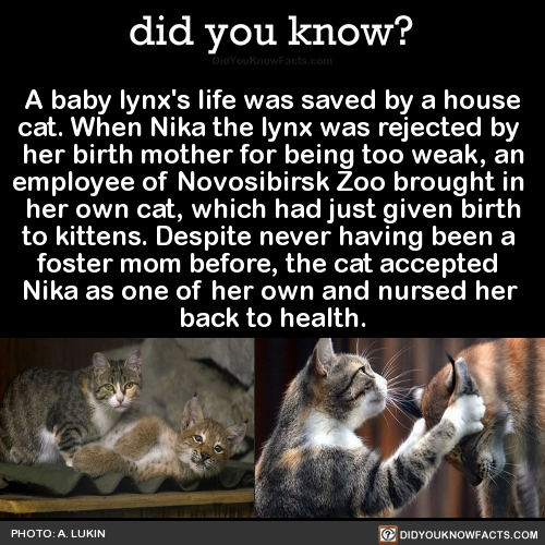 a-baby-lynxs-life-was-saved-by-a-house-cat-when