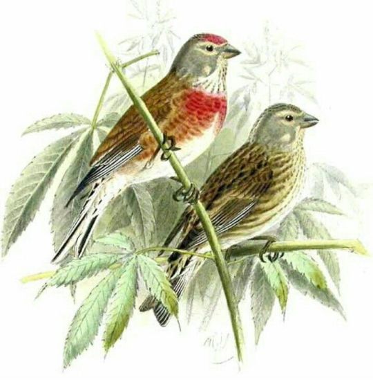 Cannabina Linnets (hemp finches) on Hemp