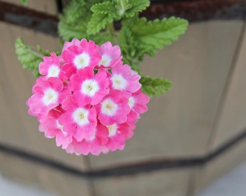 V est pour Verbena.  🌸😊.  .  #fpoefebruary #fpoe #verbena #flowersofinstagram #pinkflowers #mylittlegarden @f_poe http://ift.tt/2lP6MLP