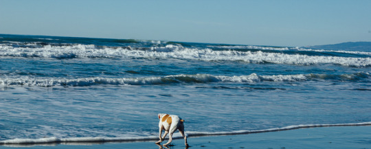 Fort Funston in San Francisco is a popular dog friendly beach