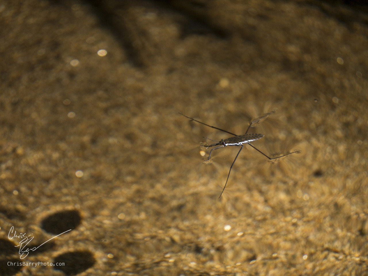 Water striders are hard