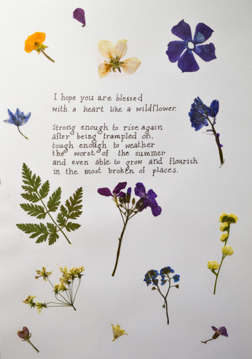 pressed flowers quotes | Tumblr
