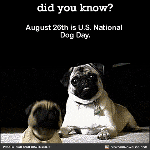 did-you-kno-august-26th-is-us-national-dog