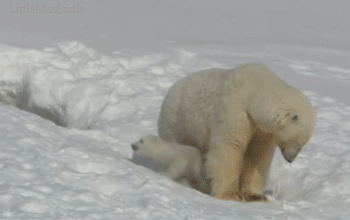Image result for Polar Bear Day gif