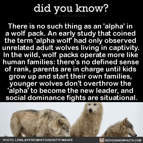 there-is-no-such-thing-as-an-alpha-in-a-wolf