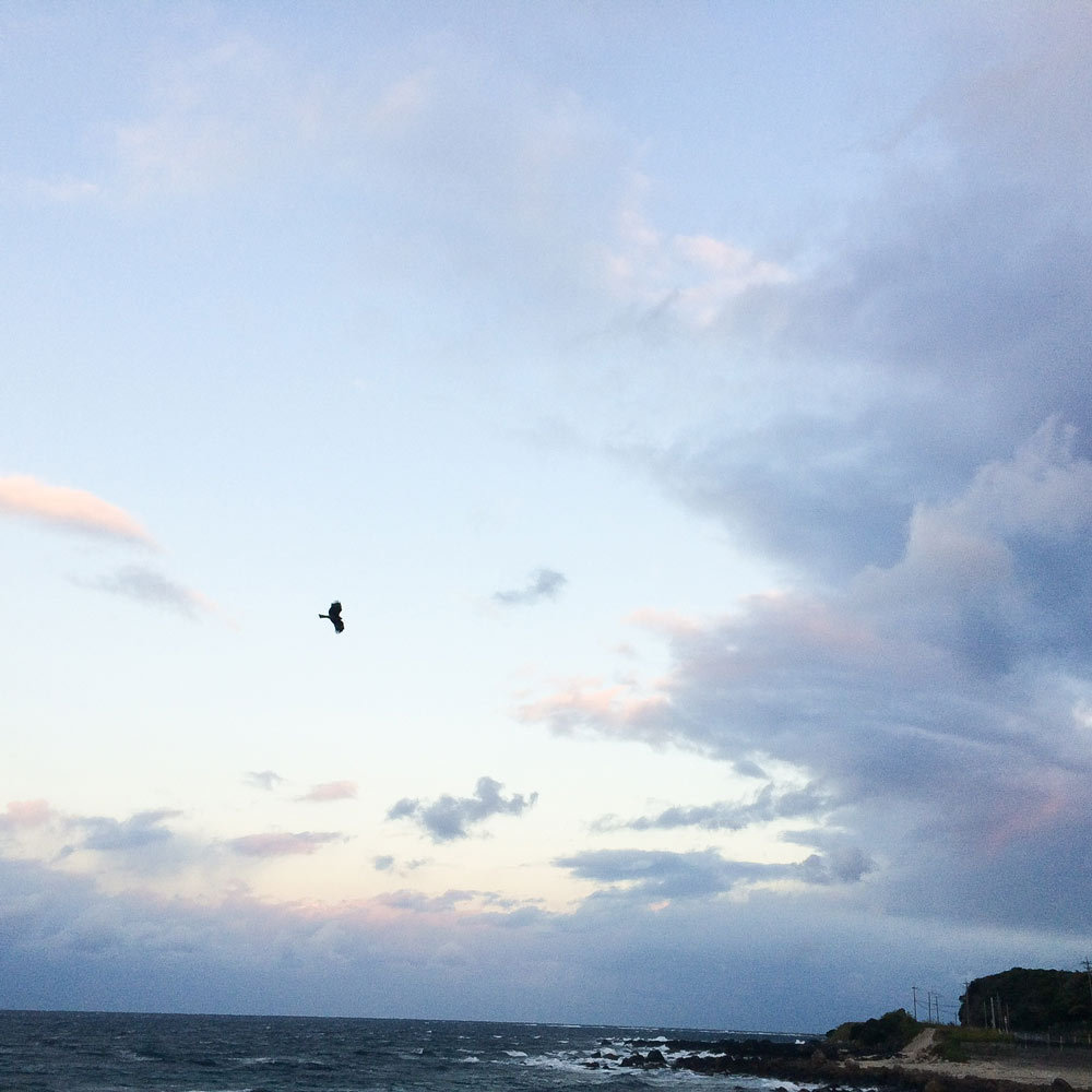屋久島の空、鳥１