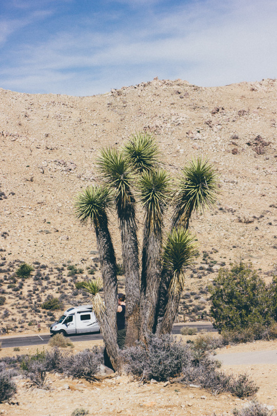 Day trip to Joshua tree, how to spend one day in Joshua tree