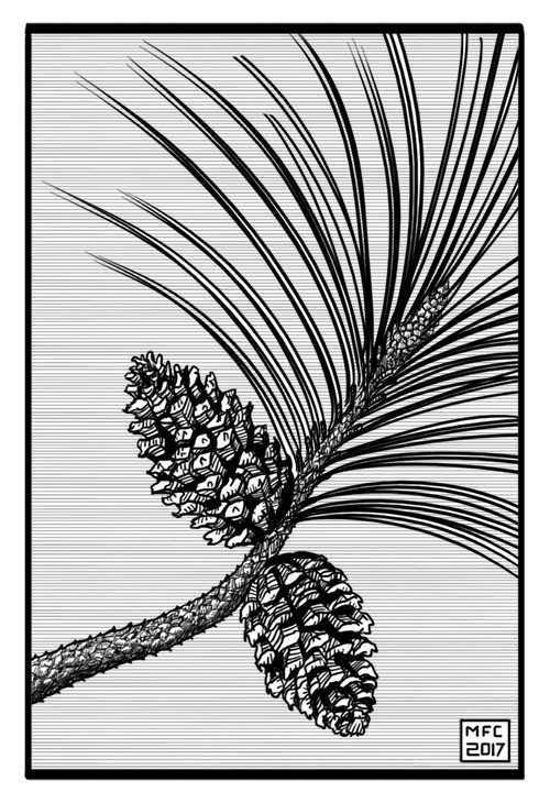 Pinus taeda (loblolly pine). Cricket Works on Tumblr
