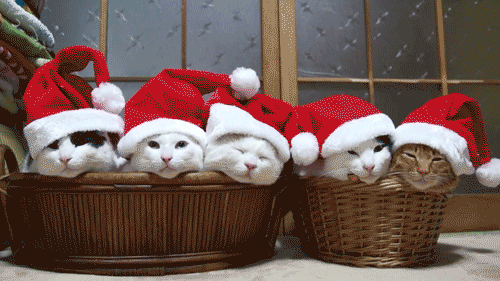 Joyeux Noël ! Tumblr_oi4sqxO1By1rzzn4po1_500