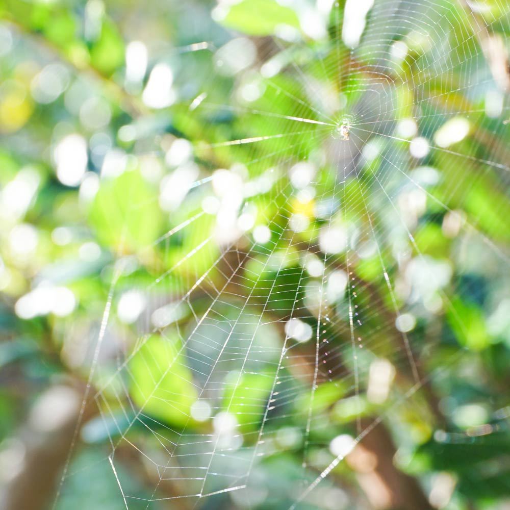 蜘蛛の巣と木漏れ日　屋久島