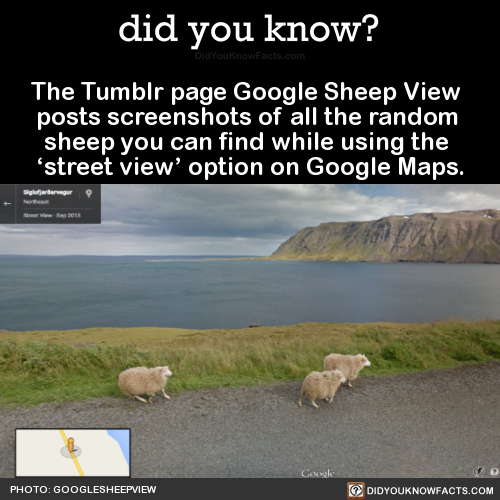 the-tumblr-page-google-sheep-view-posts