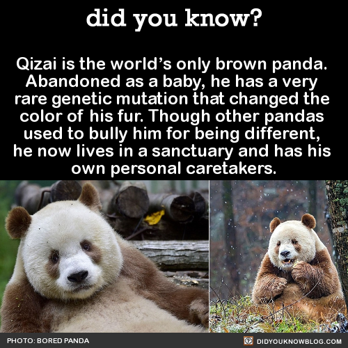 qizai-is-the-worlds-only-brown-panda-abandoned