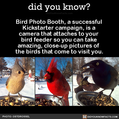 bird-photo-booth-a-successful-kickstarter