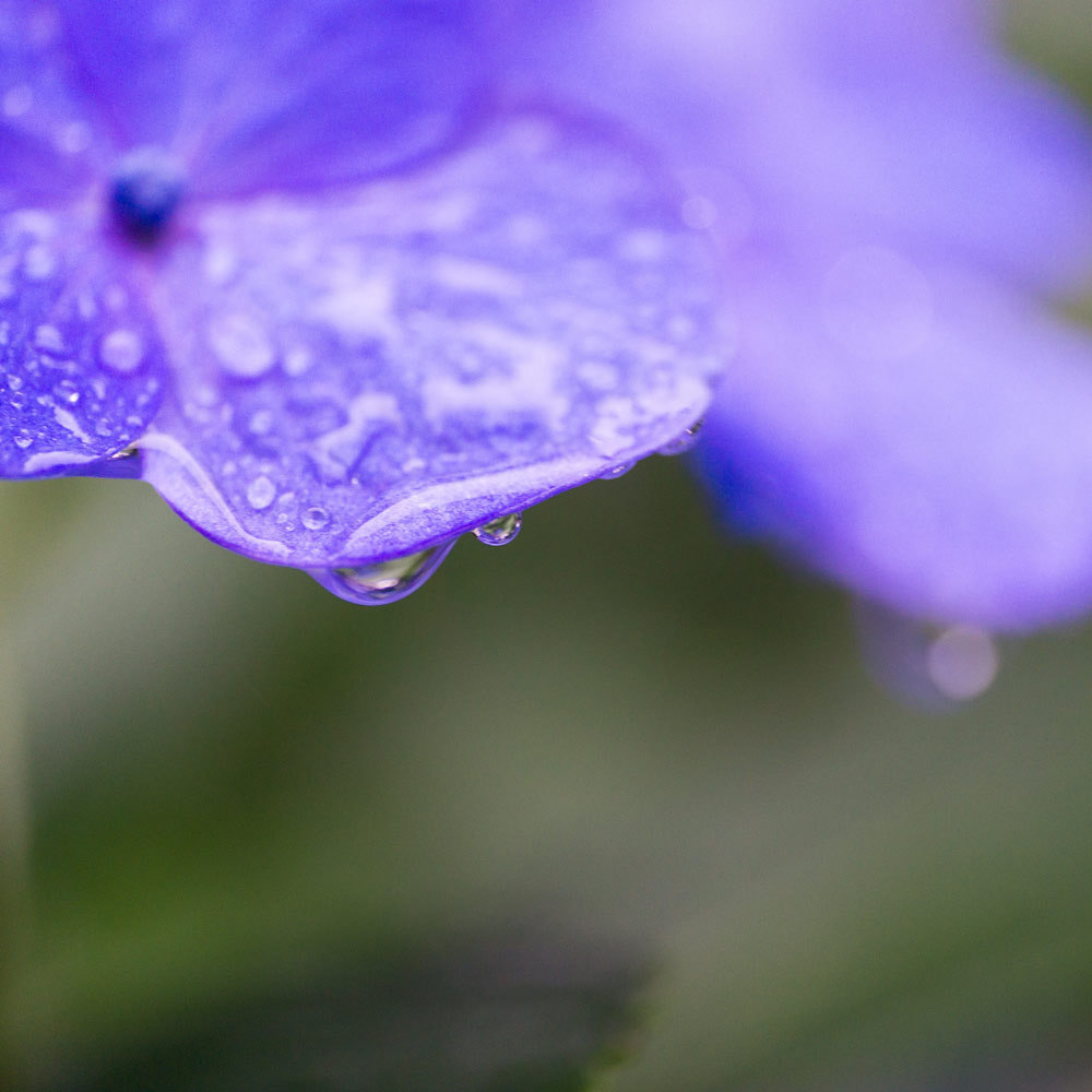 屋久島の雨と紫陽花