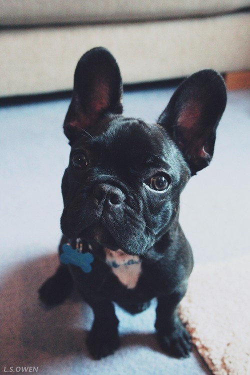 frenchie puppy on Tumblr