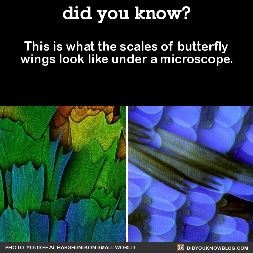 this-is-what-the-scales-of-butterfly-wings-look