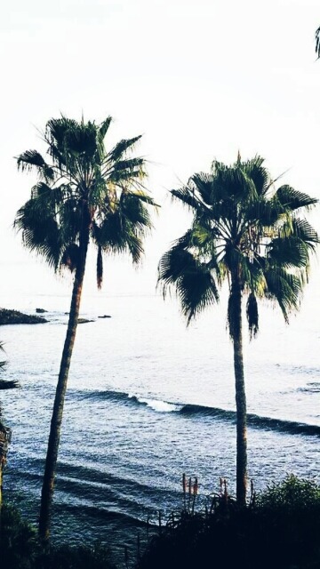 tumblr quotes water palm Tumblr wallpaper   trees