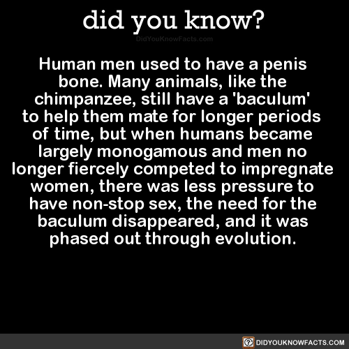 human-men-used-to-have-a-penis-bone-many