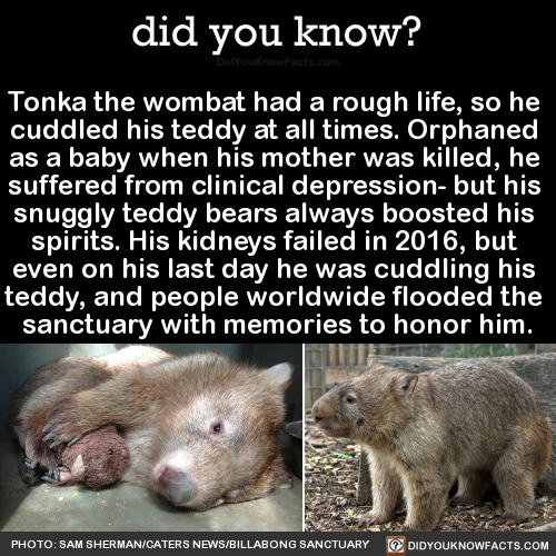 tonka-the-wombat-had-a-rough-life-so-he-cuddled